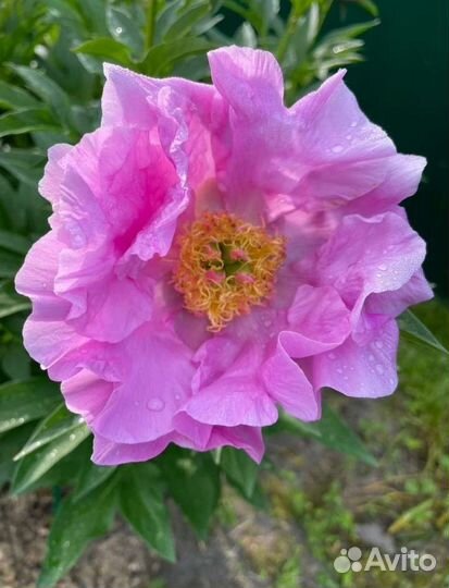 Пионы коллекционные