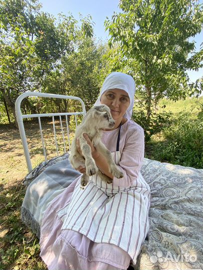 Камерунские козлята