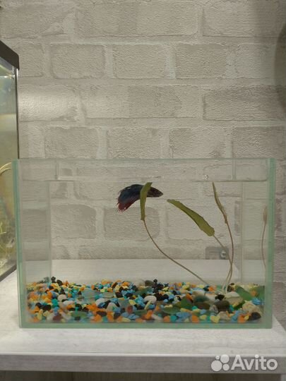 Рыбка с аквариумом