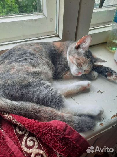 Котята в дар две девочки и мальчик