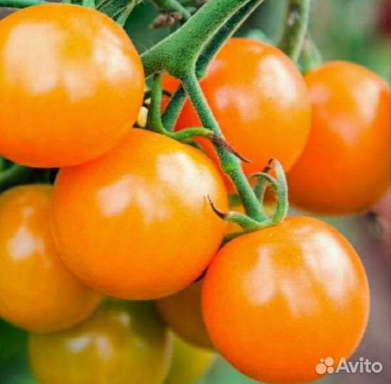 Рассада балконных томатов и др