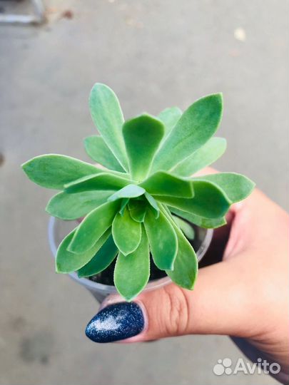 Перец комнатный острый