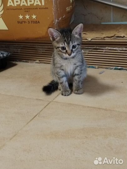 Кошка