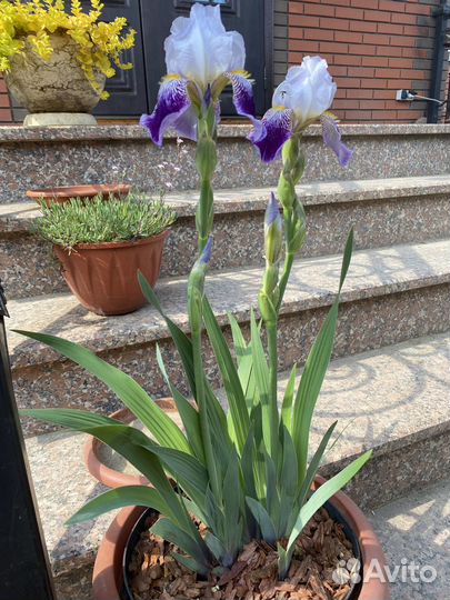 Ирисы саженцы