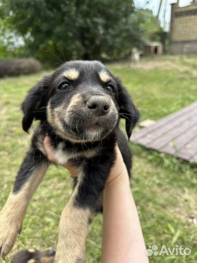 Отдам щенят в добрые руки