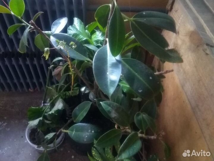 Комнатные цветы