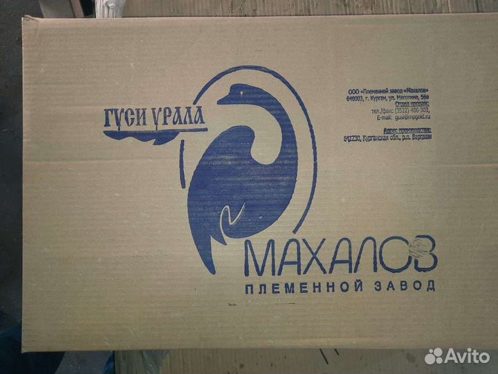 Гусь тушка