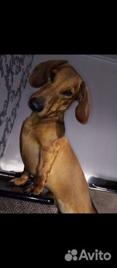 Такса вязка