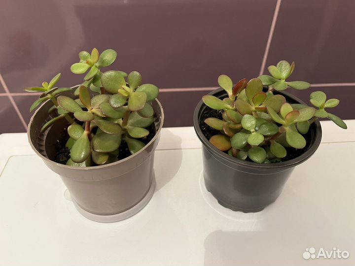 Денежное дерево (толстянка) в горшке