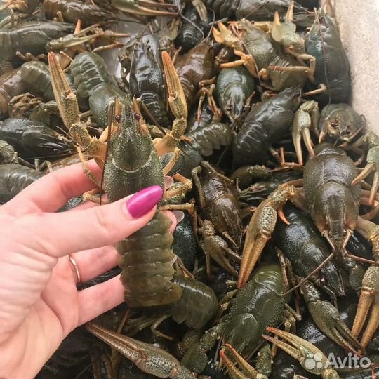 Раки живые сегодня в наличии 17.07