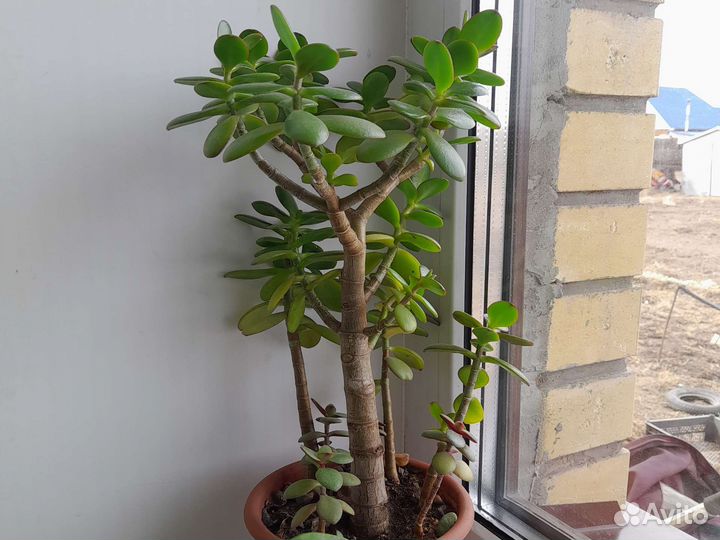Толстянка денежное дерево