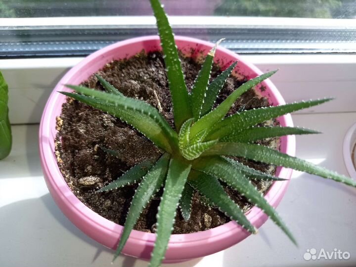 Суккуленты