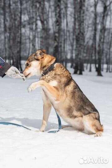 Жизнерадостная собака мечтает о доме