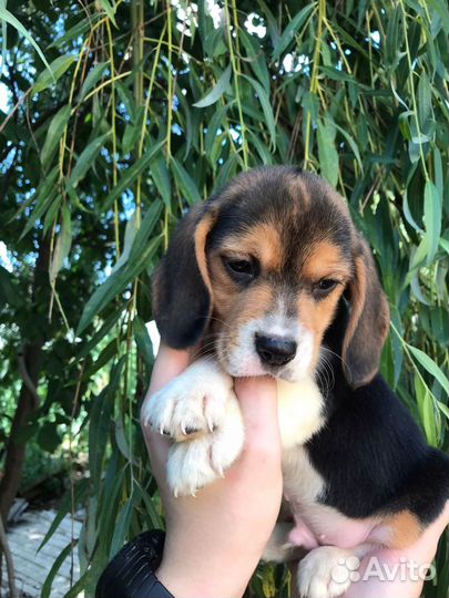 Щенки Бигль мальчики и девочки