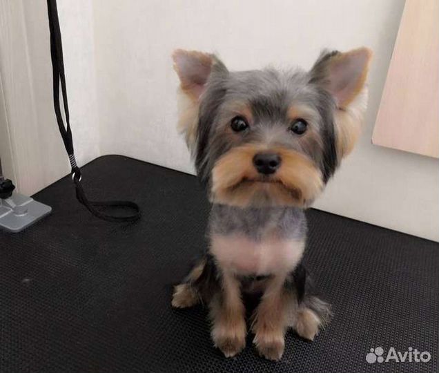 Йоркширский терьер