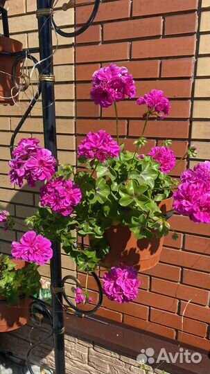 Пеларгония герань
