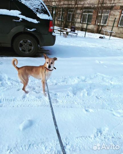 Собака в добрые руки
