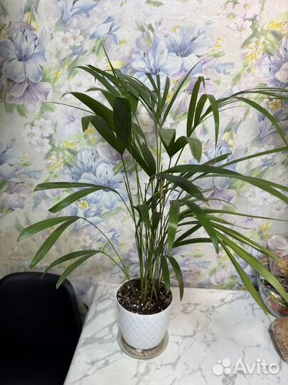 Хризалидокарпус