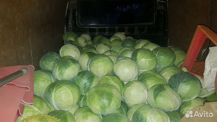 Капуста свекла