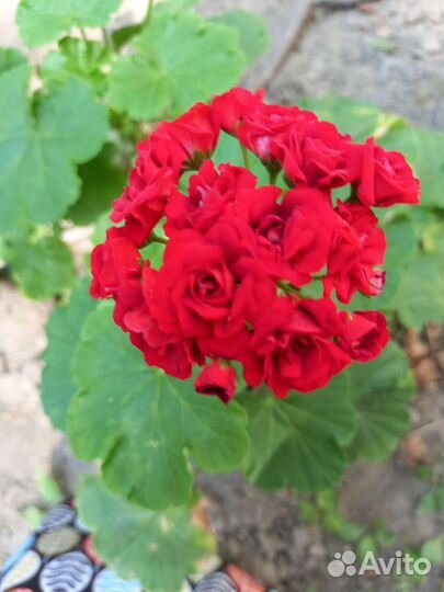 Пеларгония герань сортовая розебудная