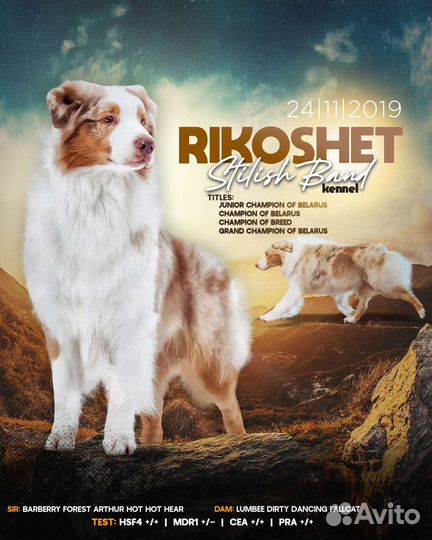 Кобель для вязки австралийской овчарки, аусси