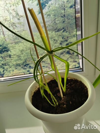 Индийский лук