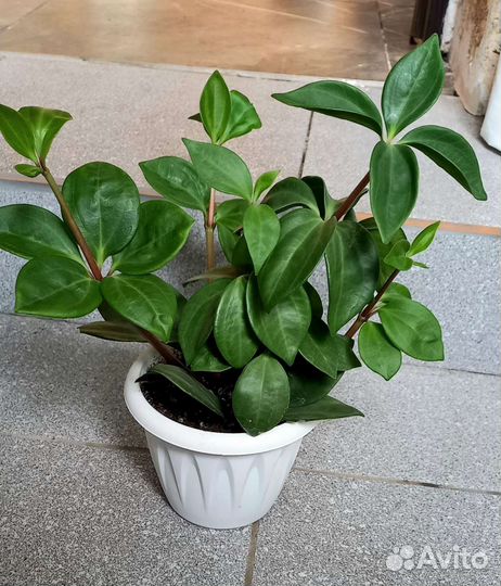 Пеперомия перескиелистная