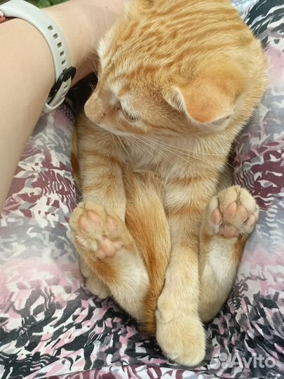 Отдадим котика в добрые руки