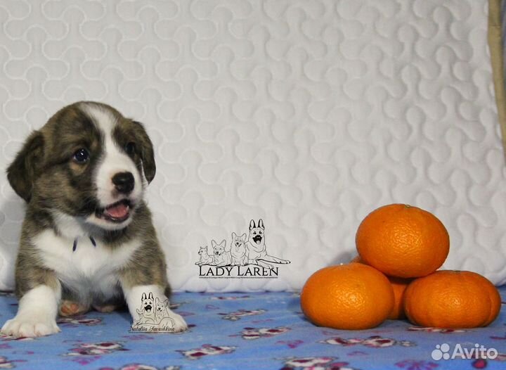 Щенки корги