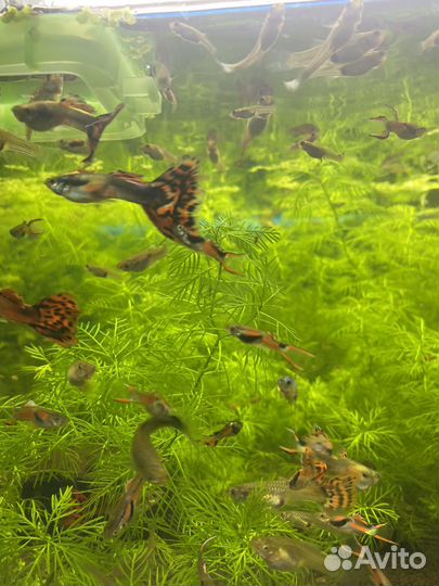 Украшение для аквариума