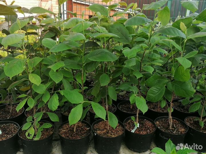 Еллоу Лантерн