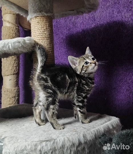 Мраморный котёнок мальчик