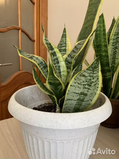 Сансевиерия Комнатное растение