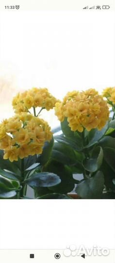 Каланхоэ - красное, желтое(мохровое)