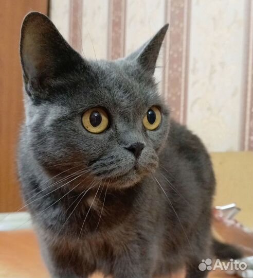 Кошечка ищет дом