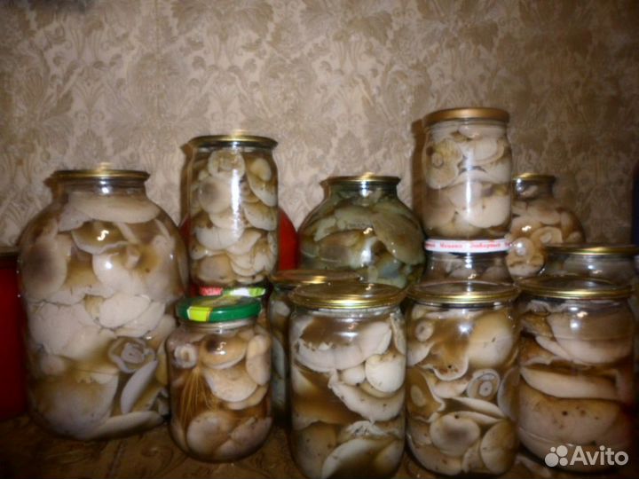 Грибы синяя ножка маринованные, домашние соления