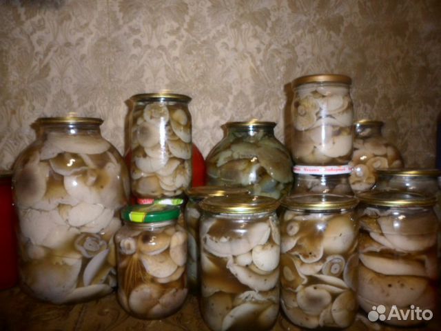 Грибы синяя ножка маринованные, домашние соления