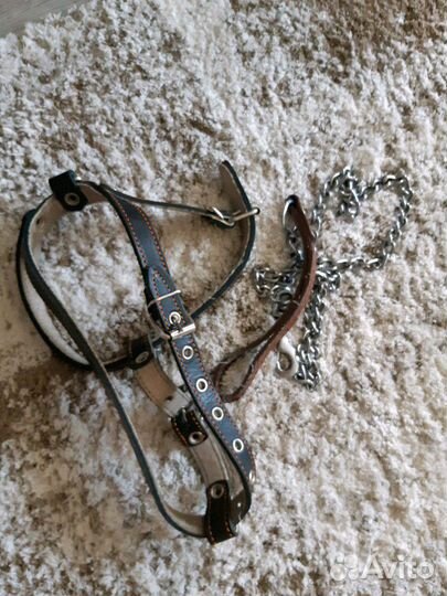Шлейка+поводок, носочки
