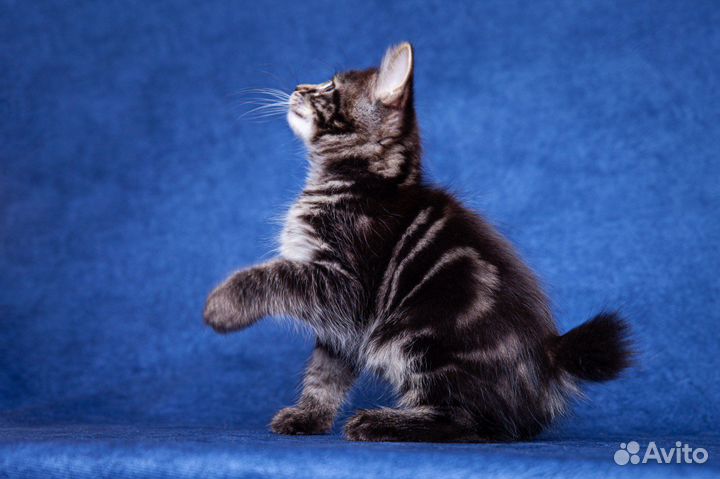 Котенок шоу-класса