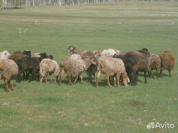 С/х животные бараны, на Курбан Байрам