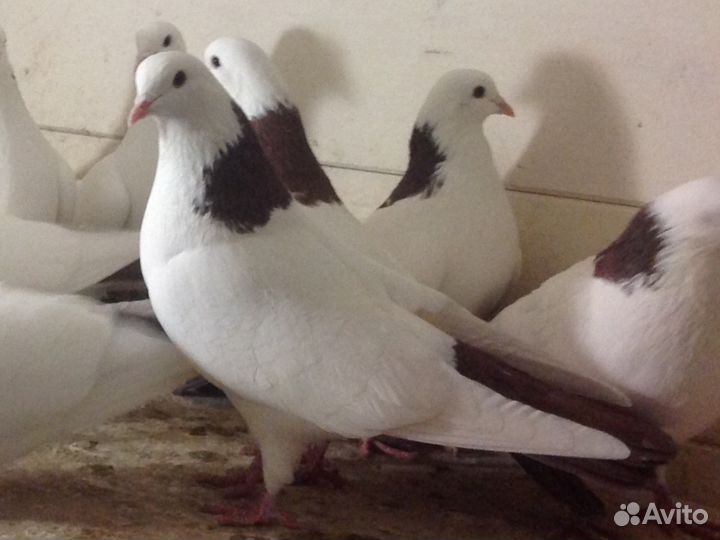 Бойные голуби Армянские