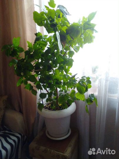 Гибискус китайская роза