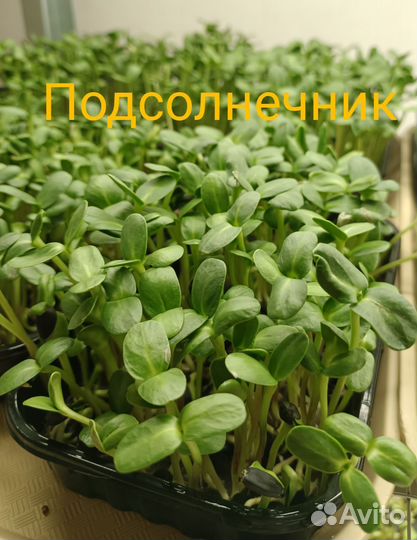 Микрозелень