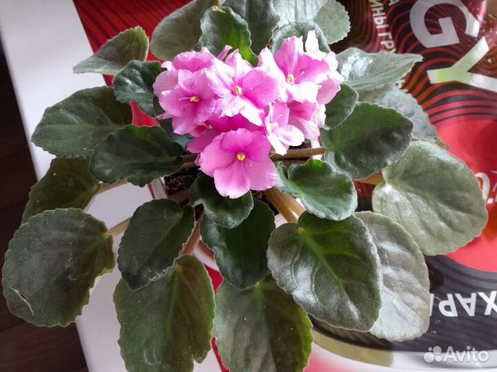 Фиалка в горшках