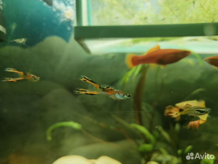 Креветки, мальки гуппи, роголсник, мелании улитки