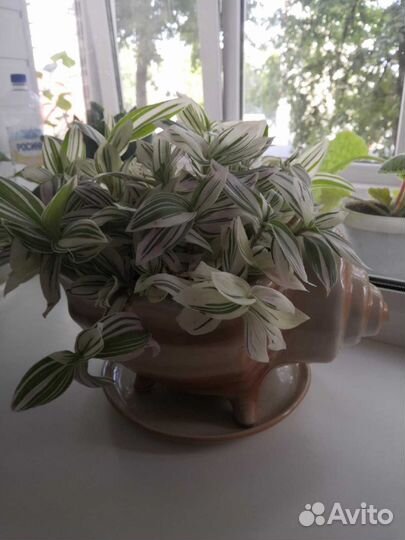 Традесканция с горшком