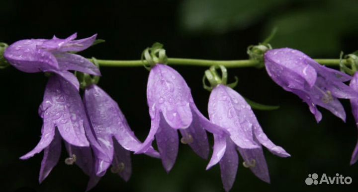 Рассада колокольчиков