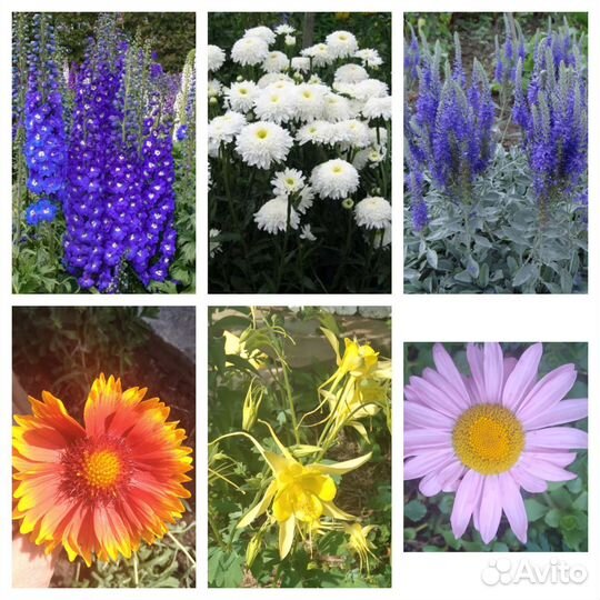 Многолетники.Спирея японская