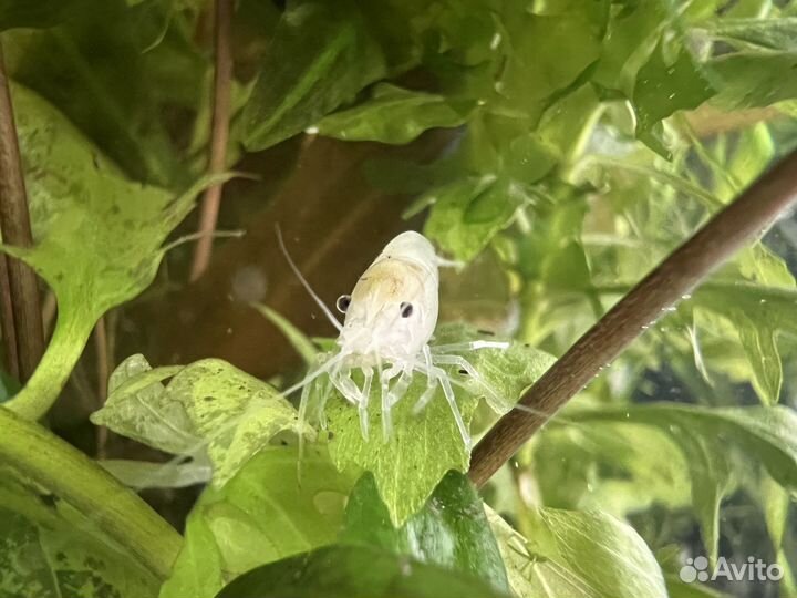 Аквариумные креветки снежинка (белая жемчужина)