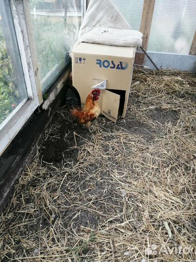 Петушок Бентамки